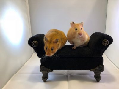 Hamsters on couch