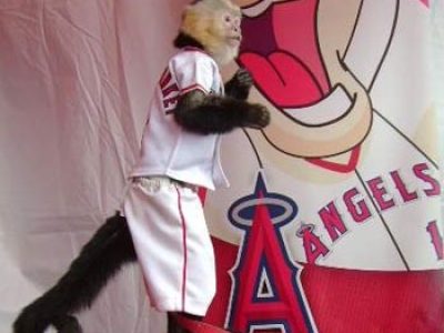 Angeles Baseball Monkey