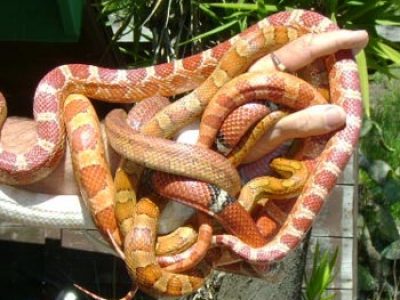 Colorful Corn Rat Snakes