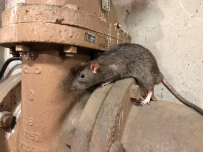 sewer pipe rat
